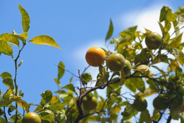 Tangerine tree and  madarin against the blue sky